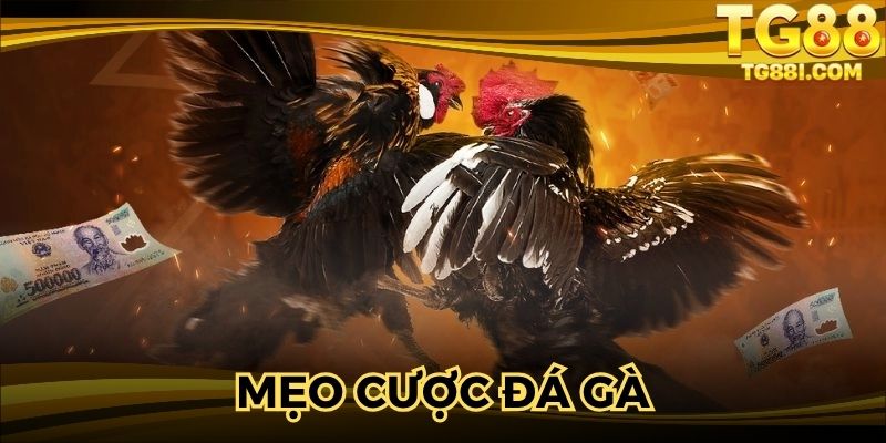 Học mẹo bỏ vốn cược chiến kê thắng lớn