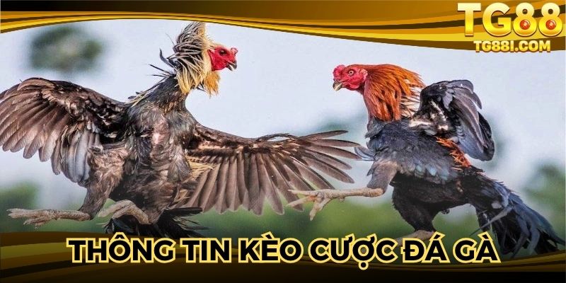 Thông tin giới thiệu về kèo cược đá gà