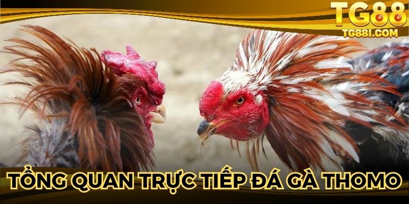 Tổng quan thông tin trực tiếp đá gà Thomo 